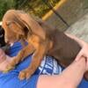 Beautiful Bloodhound puppies born July 31, 2024 Ready now!  Located in Indiana