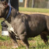 Rehoming exotic bully female
