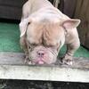 Bully stud GMB CARTEL direct BABY SENSAI SON