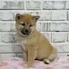 AKC Shiba Inu puppies for sale