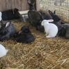 Flemish  giant  bunnies 