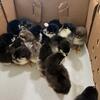 Copper Marans chicks Ventura county 