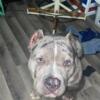 American bully 7 months Abkc registered