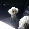 CKC 4.5lb toy poodle Ice White 2 yr old female tiny!