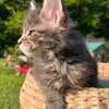 Blue Tortie Female Maine Coon Kitten