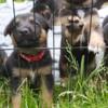 7 week old Sheppard/rottie