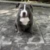 12 week Standard American Bully