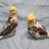 Baby Cockatiels- 9 weeks old