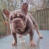 ISABELLA AND TAN MERLE BIG ROPE STUD or sale