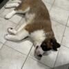 Last Male Saint Bernard Puppy