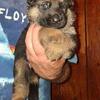 AKC German Shepherd Pups
