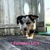 Adorable Auggie Puppies – Australian Shepherd & Corgi Mix