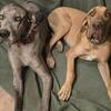 1.5 year old Female Great Dane and 1 year old Male Great Dane to be rehomed.