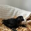 Black Lory Baby unsexed