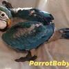 Baby Blue & Gold Macaw Parrot