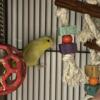 Parrotlets