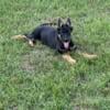 AKC Working Lines German Shepherd Puppies