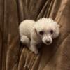 Toy Poodle Stud