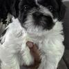 Purebred Male Shih Tzu