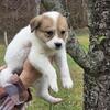 Border Collie / Alaskan Husky Mix (Female)