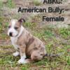 ABKC American Bully: Merle