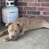 Free pit bull, 16 months, neutered, chipped, all vaxx