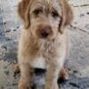 F1B Labradoodle puppies looking for their forever home