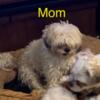 Full Blooded Shih-Tzu Puppies Born 