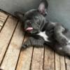 Blue eyed blue French Bulldog-AKC