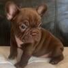 Chocolate male French bulldog