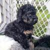 Purebred standard poodles