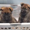 German Shepard pups ready for new homes