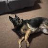 German Shepherd Adult female needing a new home