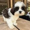 shih-poo pups