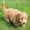 Stetson  Maltipoo