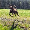 1 Y/O Chesapeake Bay Retriever