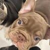 RARE Chocolate French Bulldog BOY 