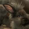 John, Male Double Maned Giant Lionhead baby bunny rabbit