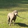 Labrador Retriever puppy, silver female