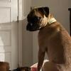 Pug/boxer mix