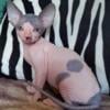 Sphynx kittens for sale