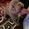 American bully puppy