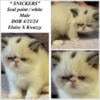 Exotic shorthair Seal point / white babies now available Cattery in NH