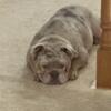 AKC Female English Bulldog -11 months ild
