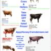 MINIATURE & Mid JERSEY COWS & HEIFERS ON SALE