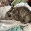Male bunny for adoption
