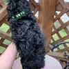REDUCED Cockapoo Boy
