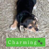 Adorable 8-Week-Old Jorkie Puppy (Jack Russell / Yorkie Mix)