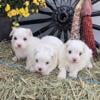 Maltese puppies for sale