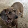 Female mini dachshund